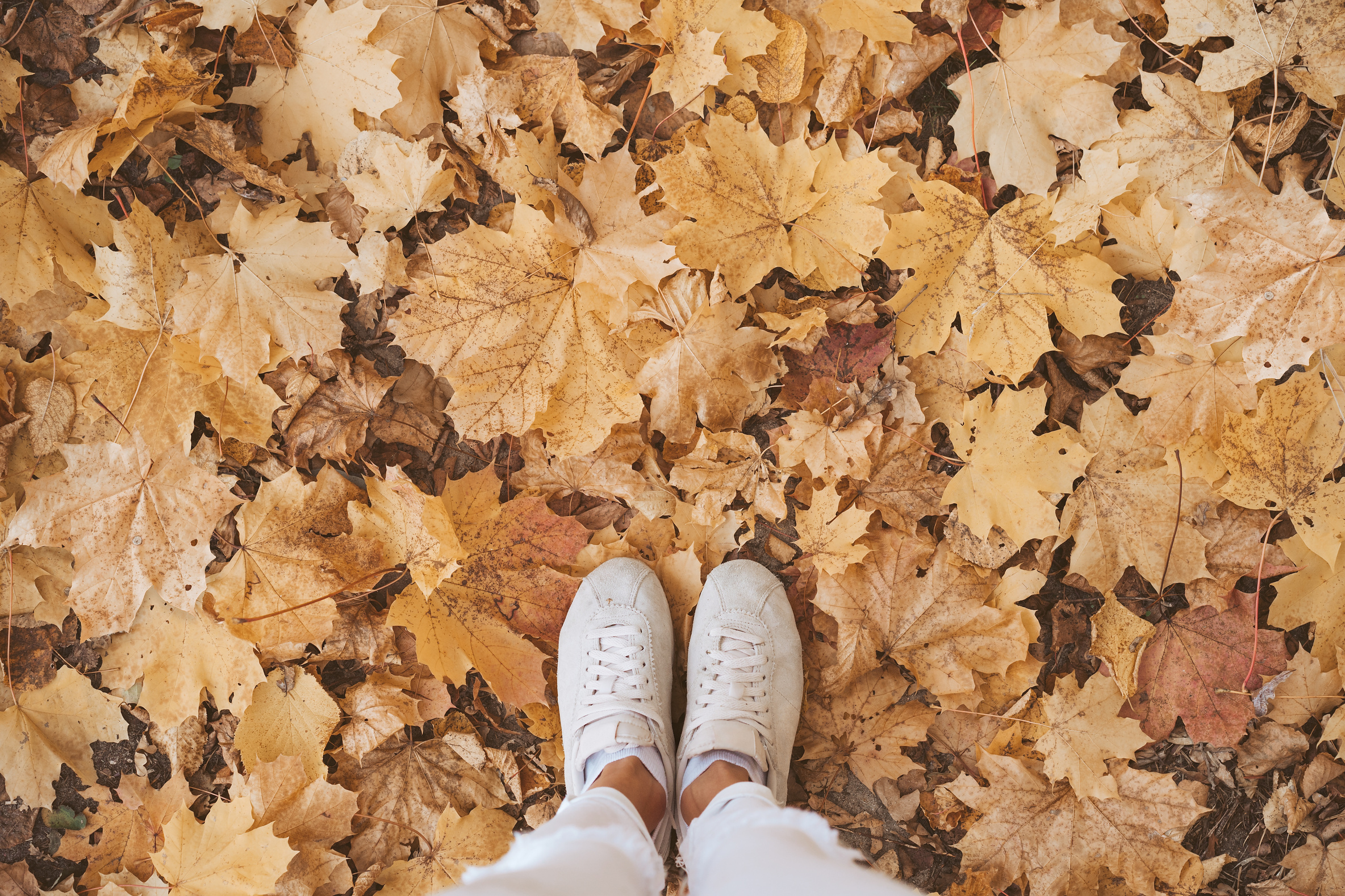 Autumn in the park
